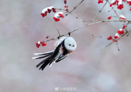 还有谁不认识萌鸟小肥啾 转给TA! 还有谁不认识萌鸟小肥啾 转给TA!