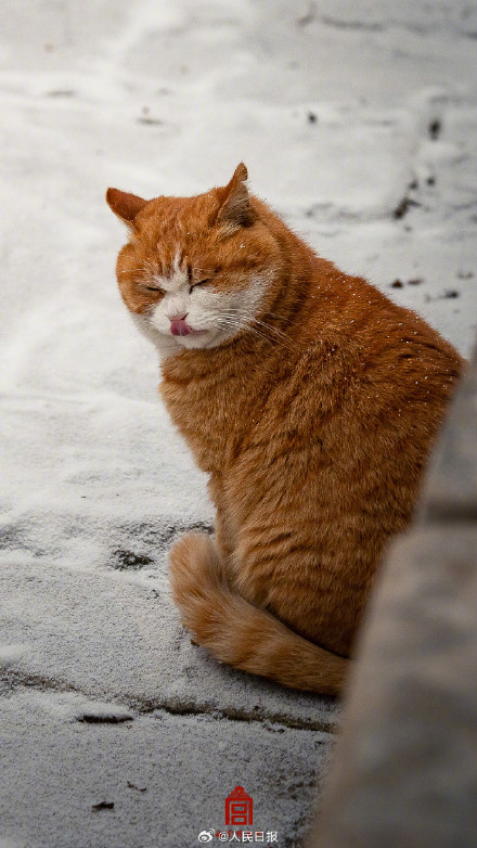 故宫猫跑出来玩雪啦