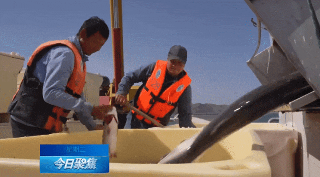 新疆三文鱼,又将新添一项权威认证! 新疆三文鱼,又将新添一项权威认证!