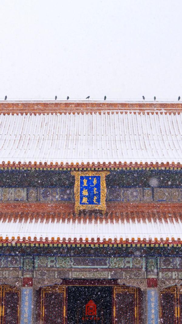 故宫的猫,出来玩雪了! 故宫的猫,出来玩雪了!