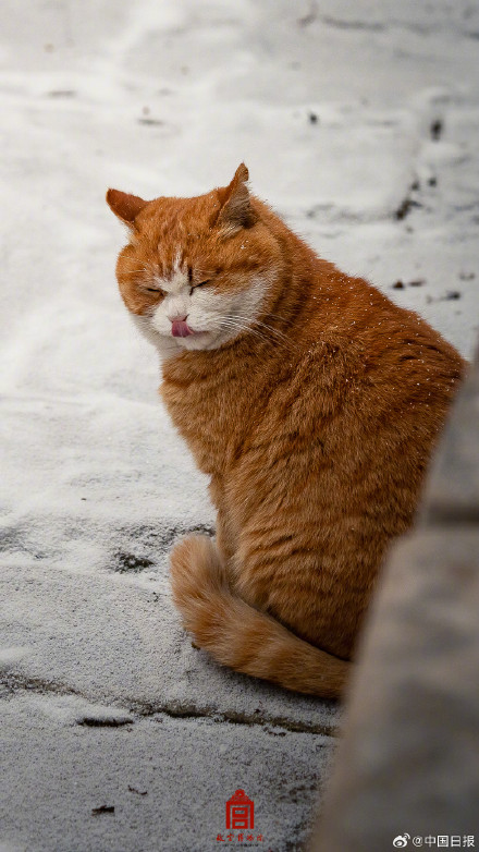 故宫的猫出来玩雪了 故宫的猫出来玩雪了