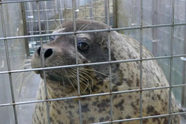 回家啦！23只被盗猎的“海上大熊猫”在大连放归大海