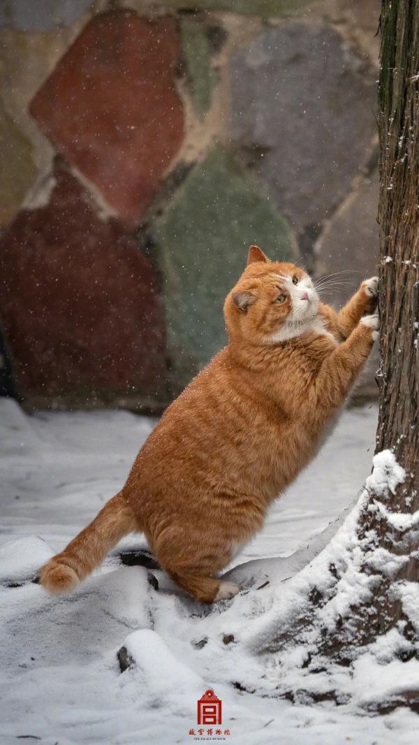在故宫，踏雪寻猫
