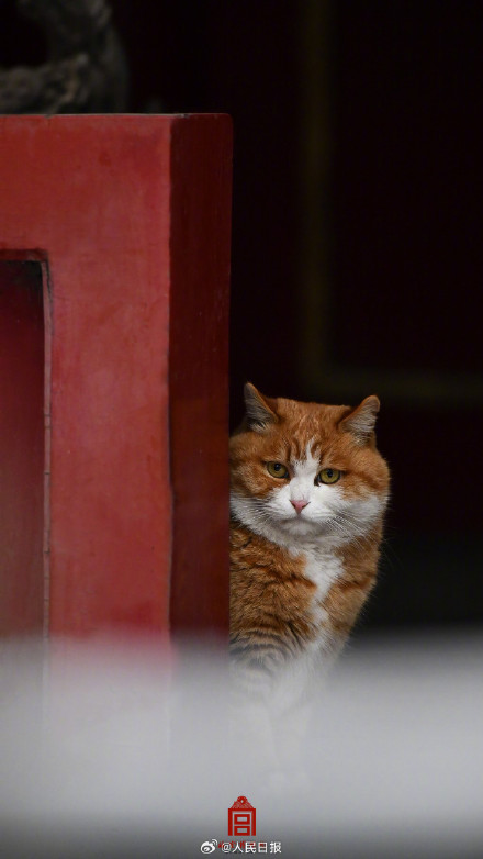 故宫猫跑出来玩雪啦