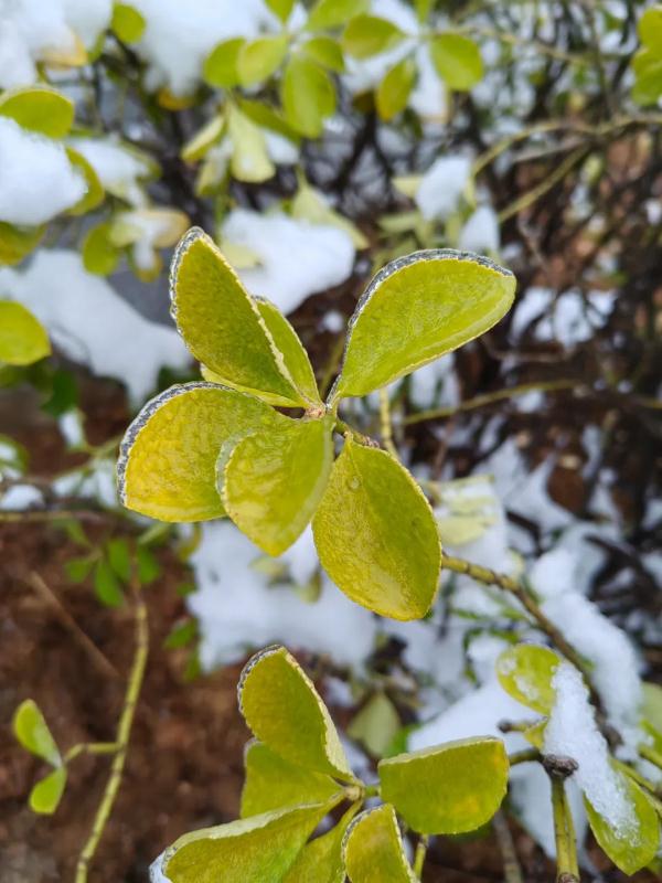 降雪何时到你家？河南雨雪进程图来了！多地暴雪预警升级为红色→