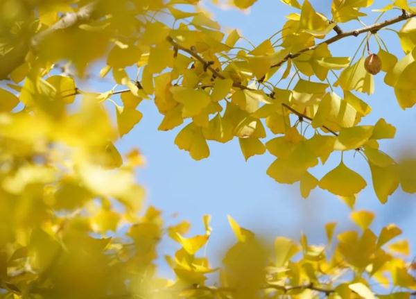 紧急提醒:捡来的银杏叶不能直接泡水喝! 紧急提醒:捡来的银杏叶不能直接泡水喝!