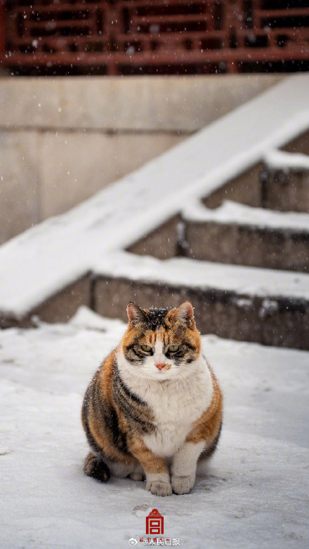 故宫猫跑出来玩雪啦