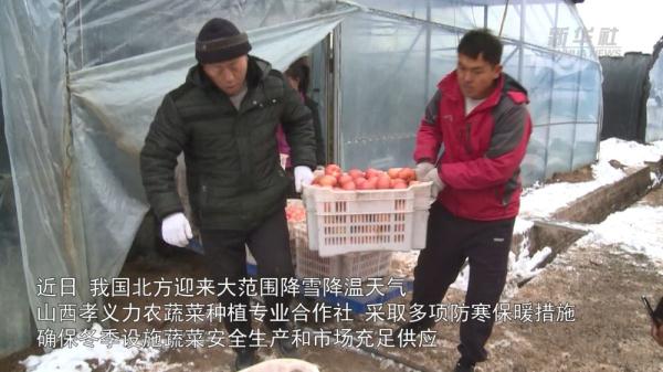 山西孝义:蔬菜大棚盖棉被供暖气 种植基地应对寒潮降雪保供应 山西孝义:蔬菜大棚盖棉被供暖气 种植基地应对寒潮降雪保供应