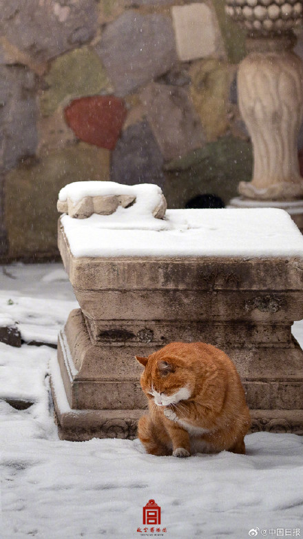故宫的猫出来玩雪了 故宫的猫出来玩雪了