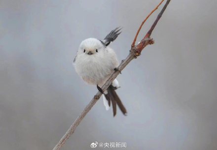 还有谁不认识萌鸟小肥啾 转给TA! 还有谁不认识萌鸟小肥啾 转给TA!