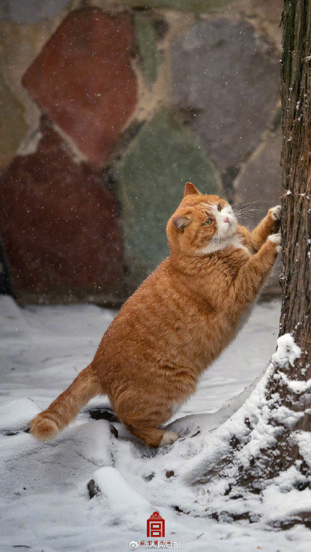 故宫猫跑出来玩雪啦