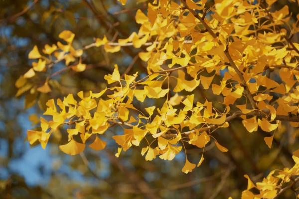 紧急提醒:捡来的银杏叶不能直接泡水喝! 紧急提醒:捡来的银杏叶不能直接泡水喝!