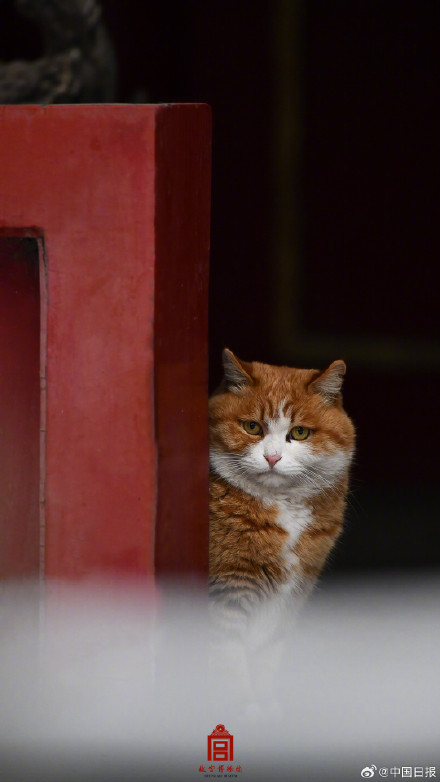 故宫的猫出来玩雪了 故宫的猫出来玩雪了
