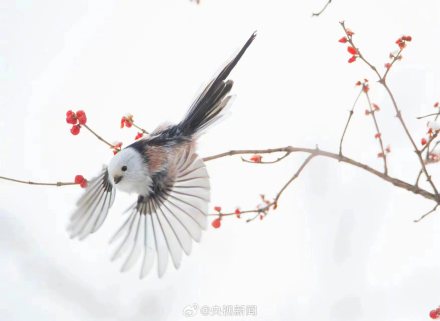 还有谁不认识萌鸟小肥啾 转给TA! 还有谁不认识萌鸟小肥啾 转给TA!