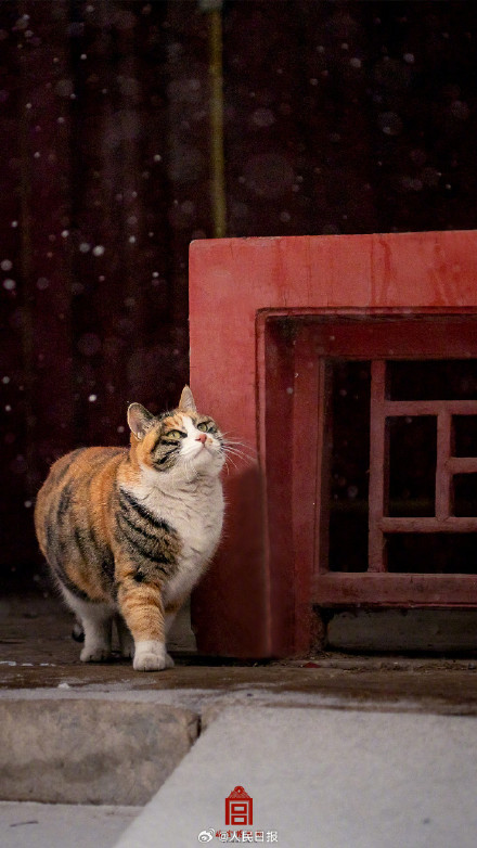 故宫猫跑出来玩雪啦