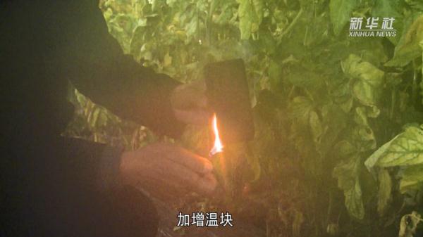 山西孝义:蔬菜大棚盖棉被供暖气 种植基地应对寒潮降雪保供应 山西孝义:蔬菜大棚盖棉被供暖气 种植基地应对寒潮降雪保供应