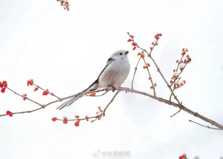 还有谁不认识萌鸟小肥啾 转给TA! 还有谁不认识萌鸟小肥啾 转给TA!