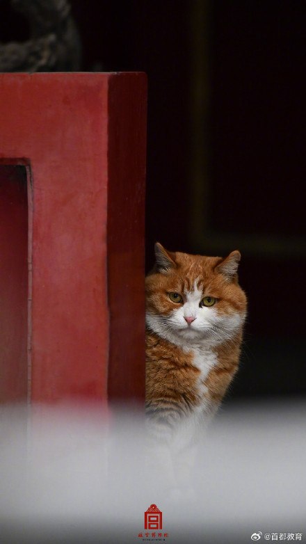 收藏！故宫的猫出来玩雪了