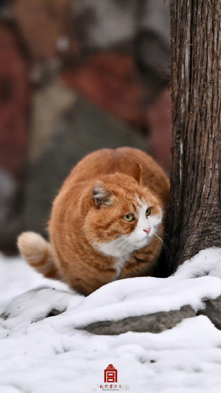 圆滚滚的宫猫可爱值超标