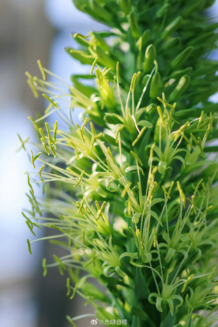 龙舌兰为何一生仅开一次花？