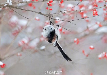 还有谁不认识萌鸟小肥啾 转给TA! 还有谁不认识萌鸟小肥啾 转给TA!