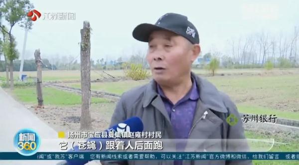 冬天苍蝇爬满墙,夏天锅都不敢开!养鸡场臭味扰民,村民直呼:受不了 冬天苍蝇爬满墙,夏天锅都不敢开!养鸡场臭味扰民,村民直呼:受不了