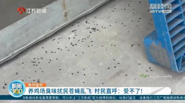 冬天苍蝇爬满墙,夏天锅都不敢开!养鸡场臭味扰民,村民直呼:受不了 冬天苍蝇爬满墙,夏天锅都不敢开!养鸡场臭味扰民,村民直呼:受不了