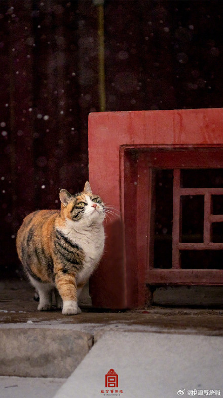 故宫猫猫戏雪