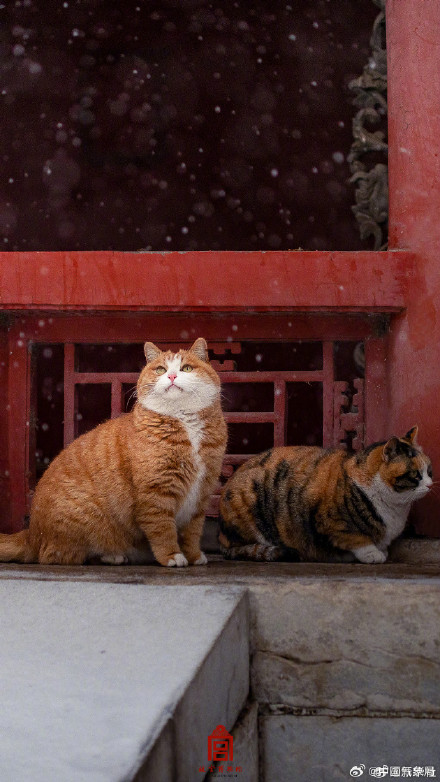 故宫猫猫戏雪