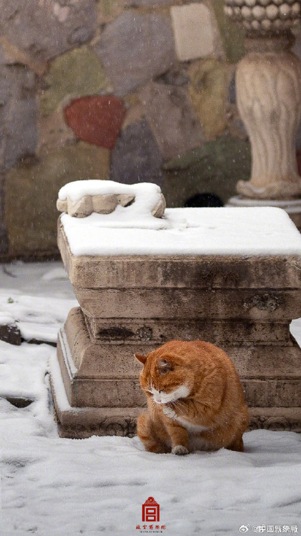 故宫猫猫戏雪