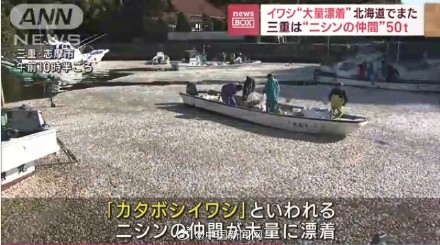 日本一渔港大量死鱼被冲上岸