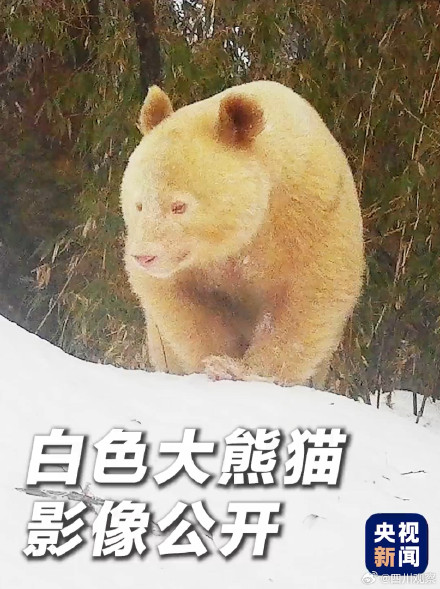 想和熊猫宝宝抱抱贴贴