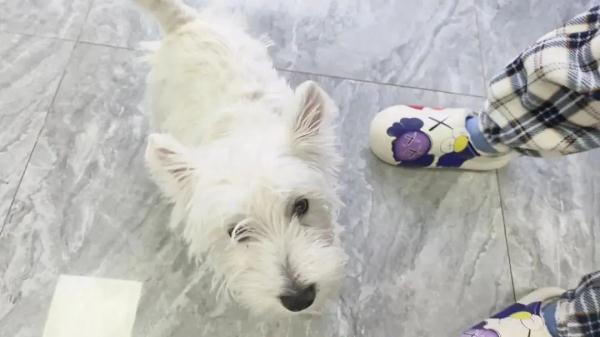 追踪报道 | 银川一高中生花两万多买狗？有结果了！