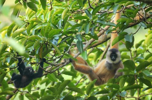 全球僅有100多隻的國家一級保護野生動物靖西發現36只