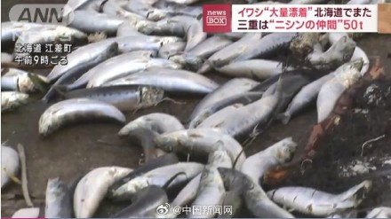 日本一渔港大量死鱼被冲上岸