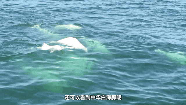 港珠澳大桥游今日开通!打卡攻略来了! 港珠澳大桥游今日开通!打卡攻略来了!