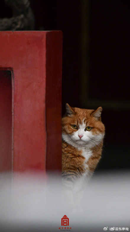 故宫猫猫戏雪