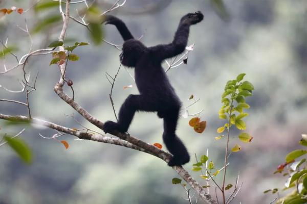 全球僅有100多隻的國家一級保護野生動物靖西發現36只