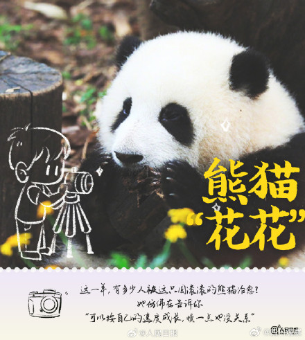 想和熊猫宝宝抱抱贴贴