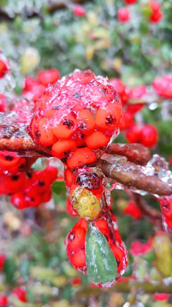 最高级别寒潮预警!武汉未来三天...... 最高级别寒潮预警!武汉未来三天......