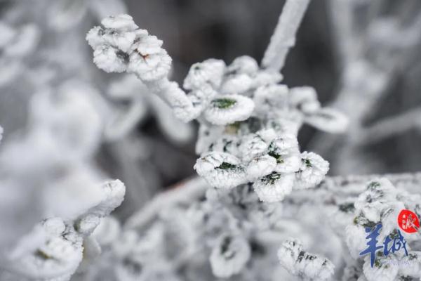 真的实现了!广东下雪了! 真的实现了!广东下雪了!
