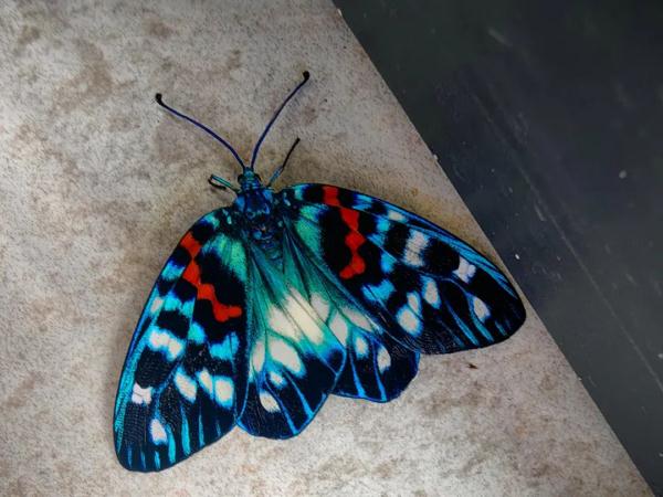 这位男孩“不得了”！近十年发现18个重庆物种新记录