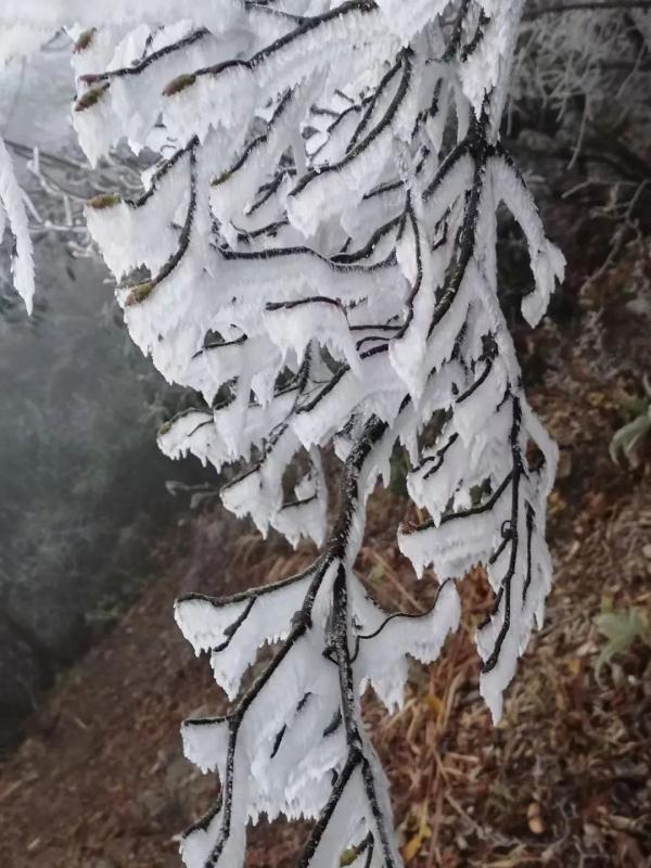 “王炸级”寒潮登场！广东加入看雪群聊，一夜短袖变羽绒，但最冷还不是今天……