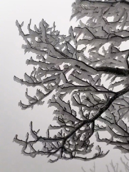 快看！广东今冬第一场雾淞冰挂