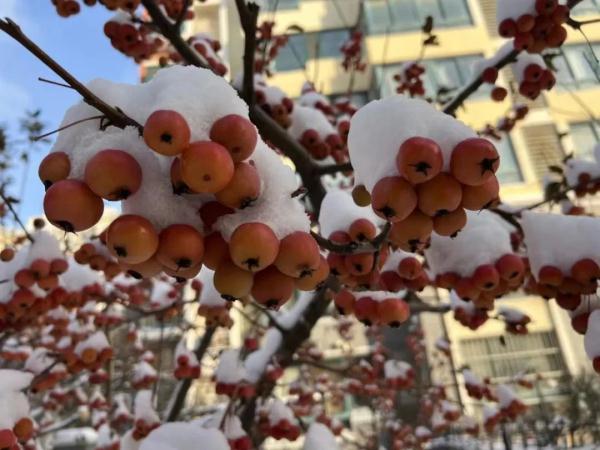 “山舞银蛇，原驰蜡象”！《沁园春·雪》在烟台！