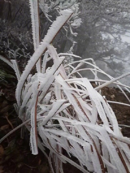 快看！广东今冬第一场雾淞冰挂