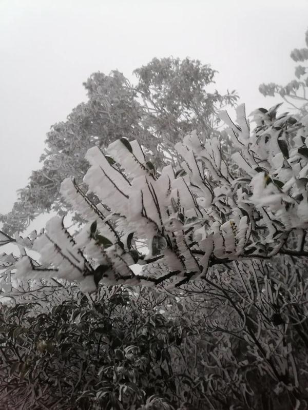 “王炸级”寒潮登场！广东加入看雪群聊，一夜短袖变羽绒，但最冷还不是今天……