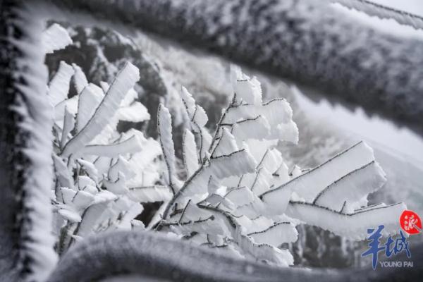 真的实现了!广东下雪了! 真的实现了!广东下雪了!