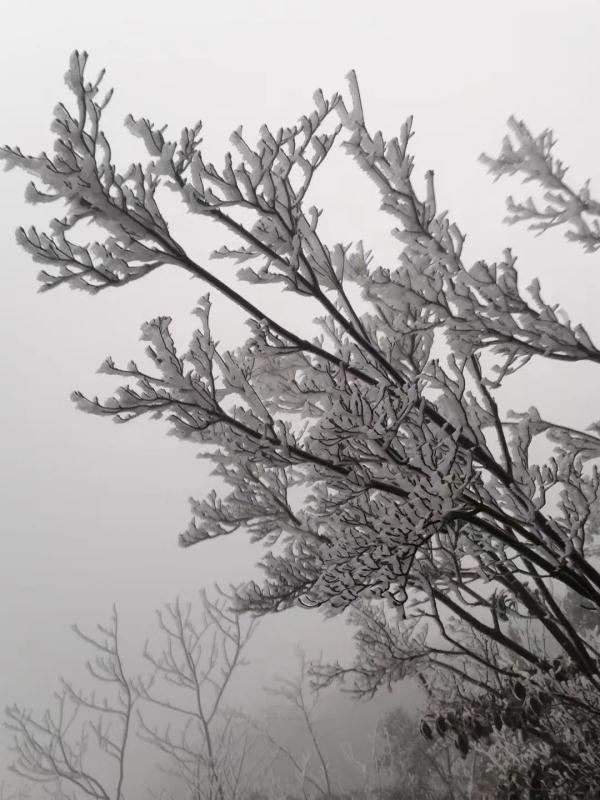 “王炸级”寒潮登场！广东加入看雪群聊，一夜短袖变羽绒，但最冷还不是今天……