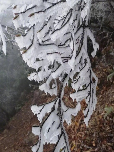 快看！广东今冬第一场雾淞冰挂